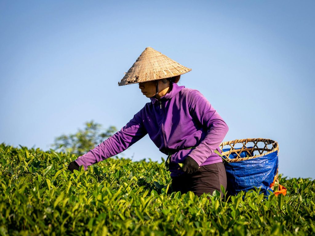 A farmer in traditional hat harvests tea leaves in Phú Thọ, Vietnam under clear blue skies.