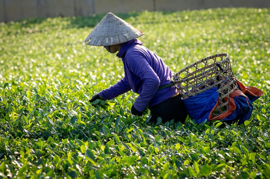 A worker handpicking tea leaves in a lush field in Phú Thọ, Vietnam.